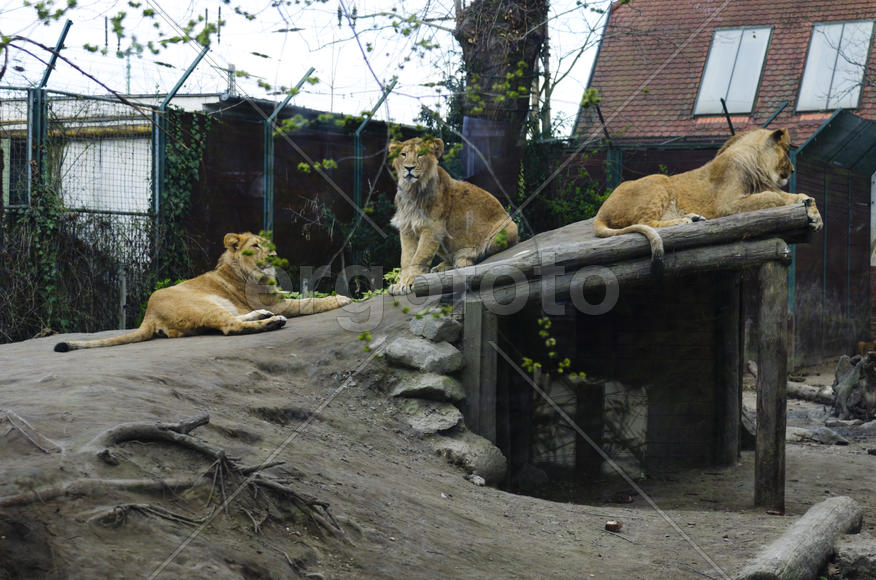 Lioness in the zoo. Felines. Dangerous, big and strong animal