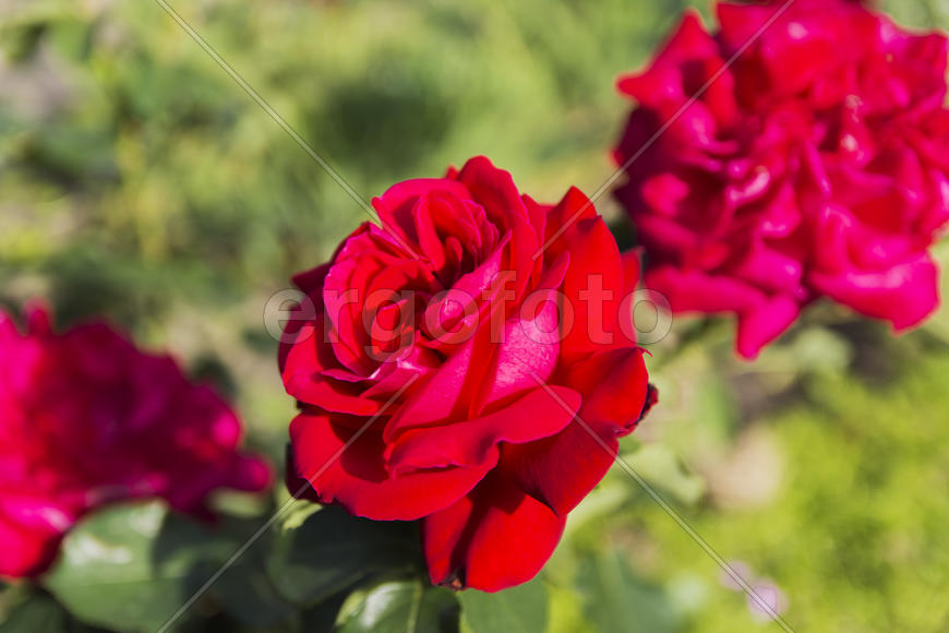 Roses in the yard on the lawn near a private house