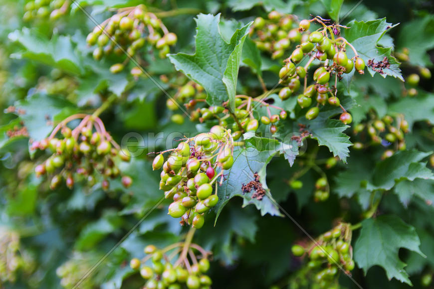 Fruit garden near private homes