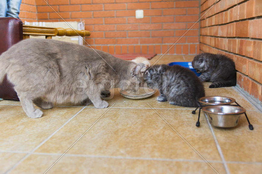 Kittens born in a private home. Beautiful color and good pedigree.