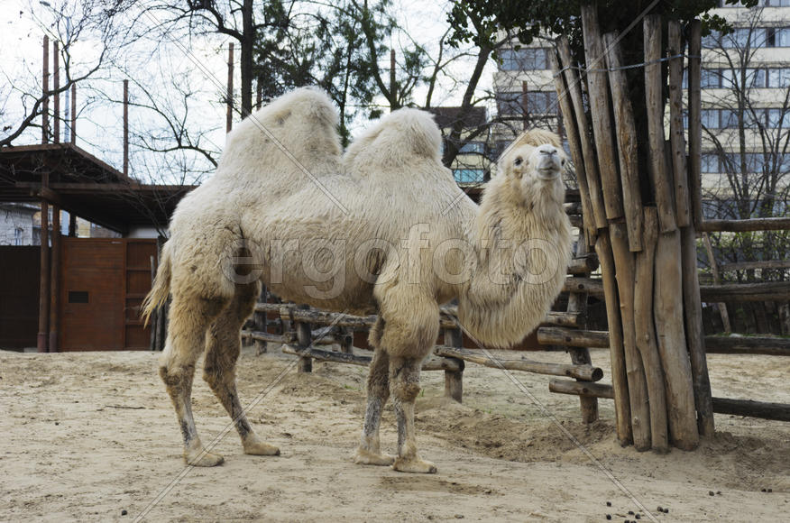 Mammals. Bactrian camel in the zoo. Excellent means of transportation in the wilderness