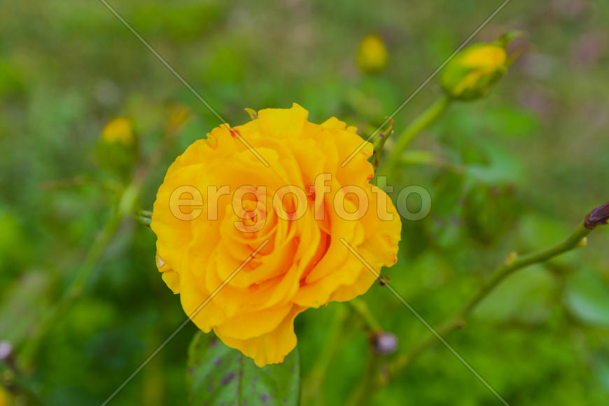 Бутоны уличных желтых цветов 