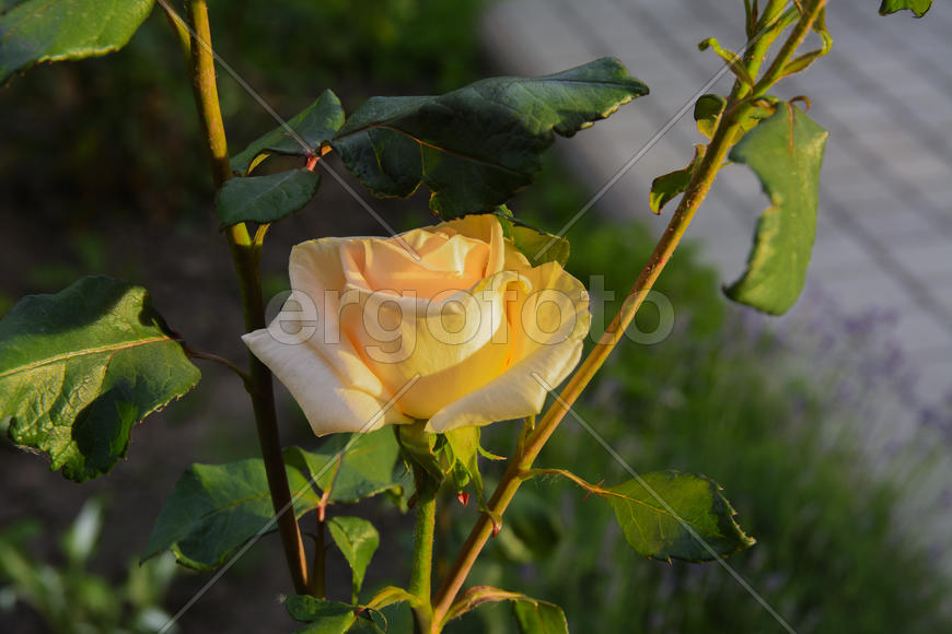 Roses in the yard on the lawn near a private house