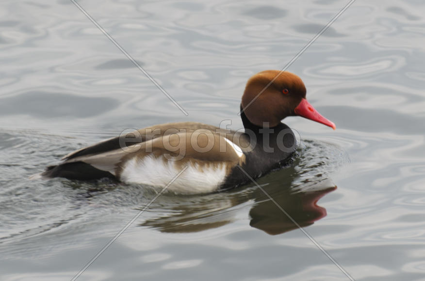 Duck. Various color of plumage. Birds medium and small size with a relatively short neck