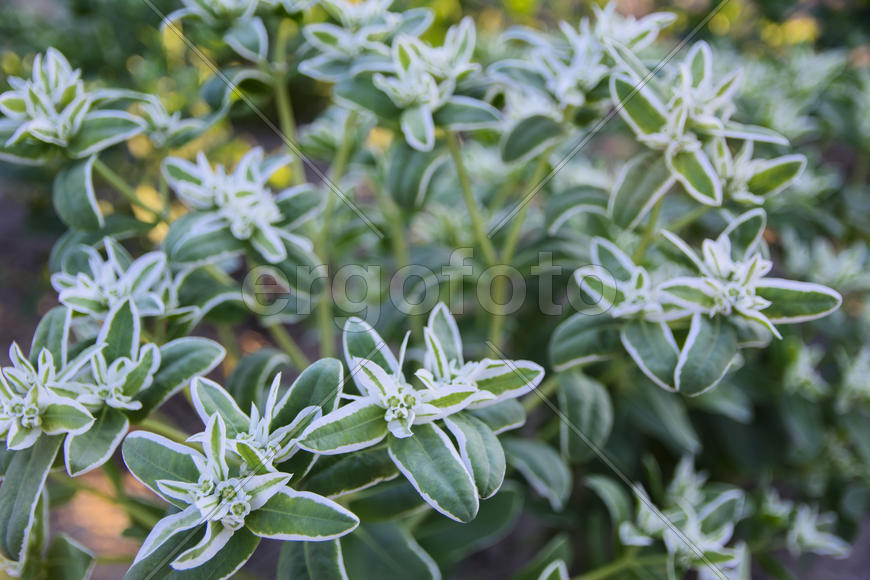 Flowers in a flowerbed in the courtyard of a private house