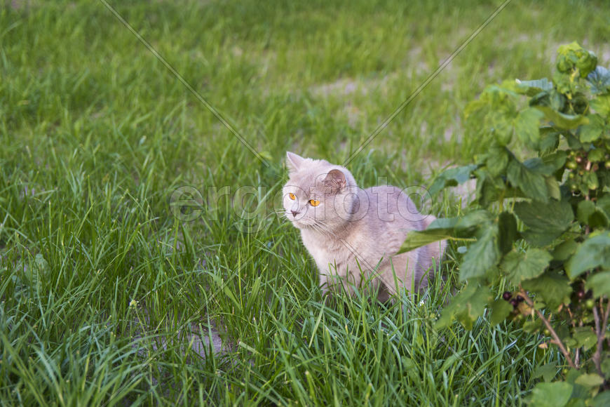 Adult cat gave birth to kittens. Beautiful color and good pedigree.