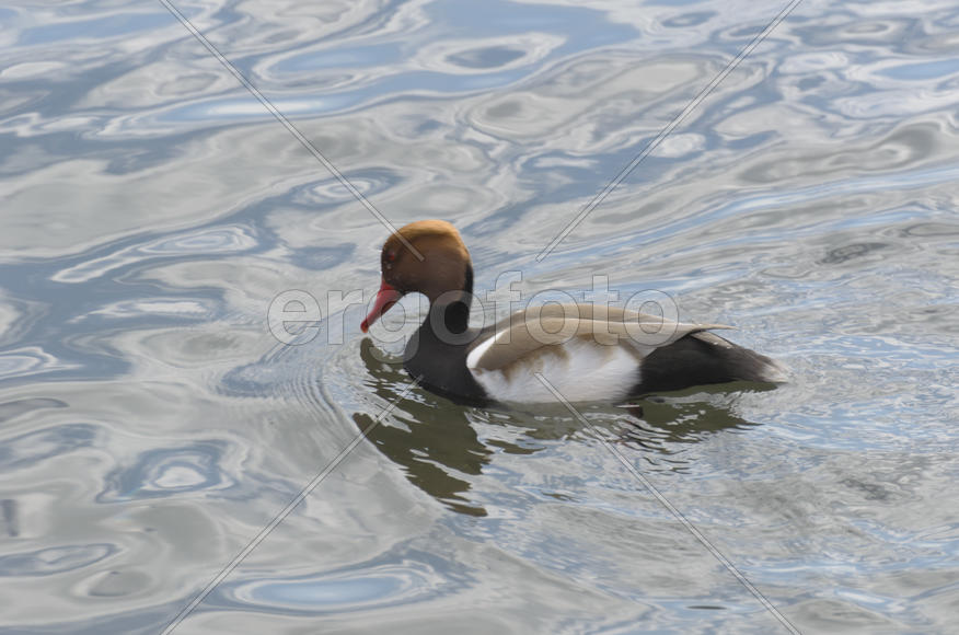 Duck. Various color of plumage. Birds medium and small size with a relatively short neck