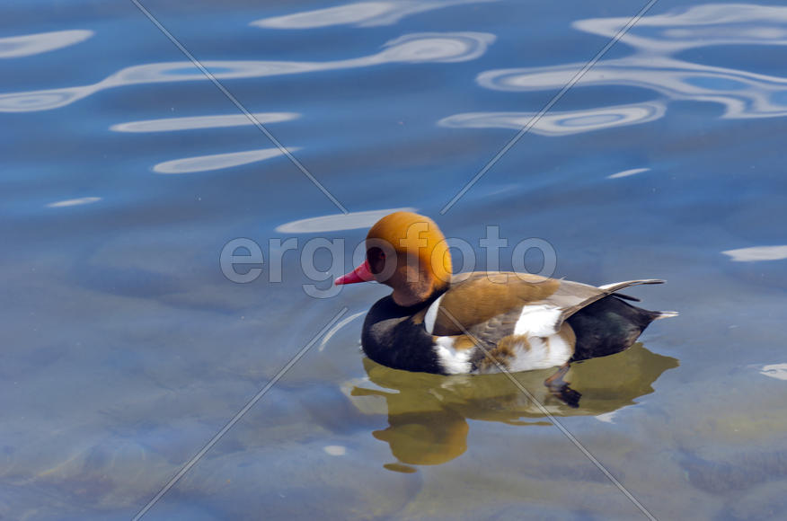 Duck. Various color of plumage. Birds medium and small size with a relatively short neck