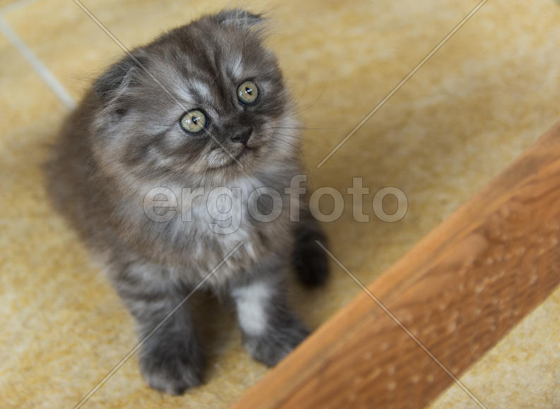 Kittens born in a private home. Beautiful color and good pedigree.