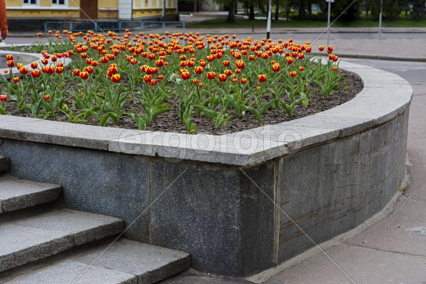Tulips in the park in the city center
