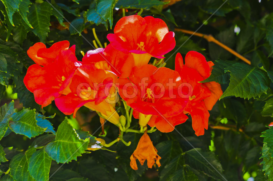Flowers near the house. Admire the rising sun, blossoming flower, or the smell of the night violets