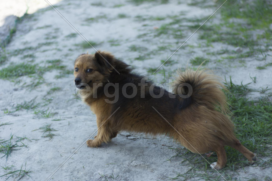 Dog in a private home. A guard and a family friend.