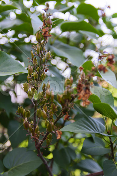 Fruit garden near private homes