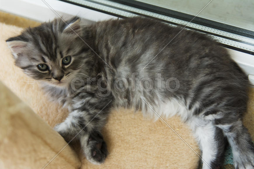 Kittens born in a private home. Beautiful color and good pedigree.