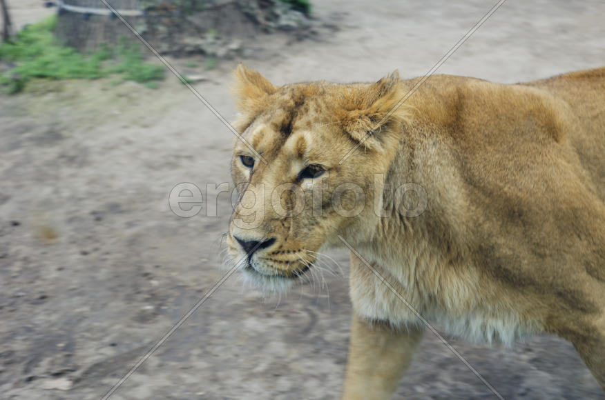 Lioness in the zoo. Felines. Dangerous, big and strong animal