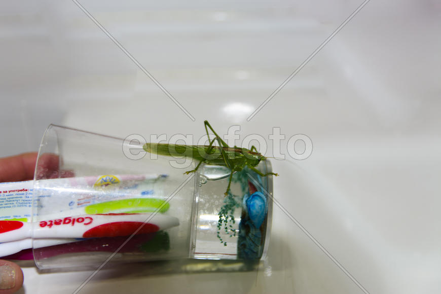 Locusts on the glass with toothbrushes in the bathroom.