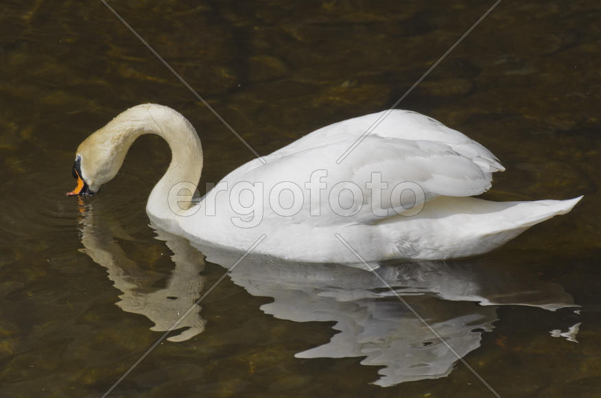 White swan on the water. Most large water bird with a long neck and a well-developed