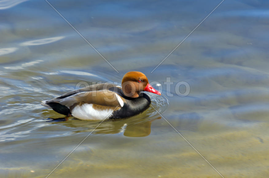 Duck. Various color of plumage. Birds medium and small size with a relatively short neck