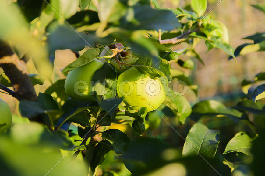 Ripe apple in the garden of a private house 