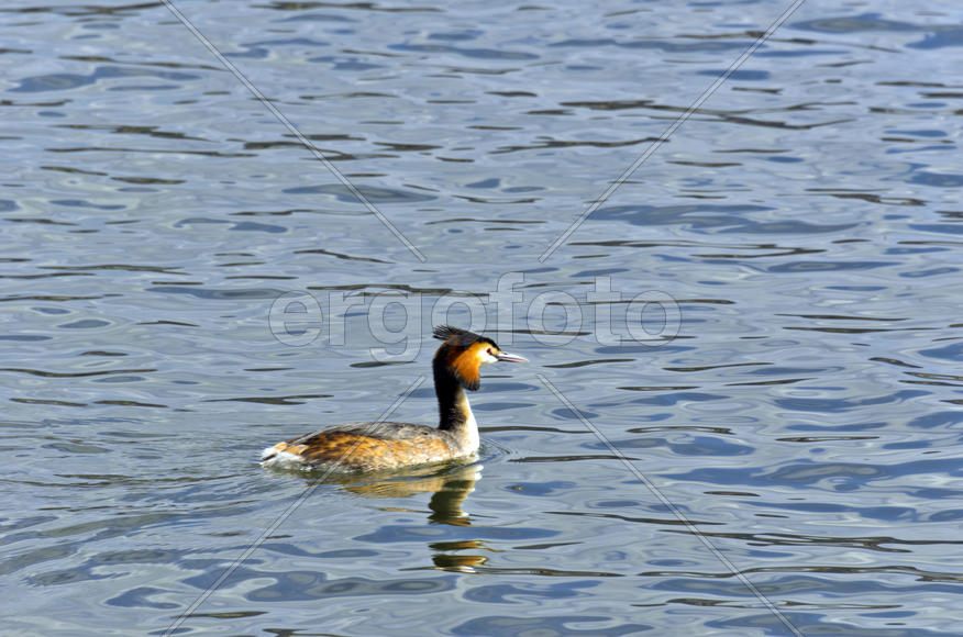Duck. Various color of plumage. Birds medium and small size with a relatively short neck