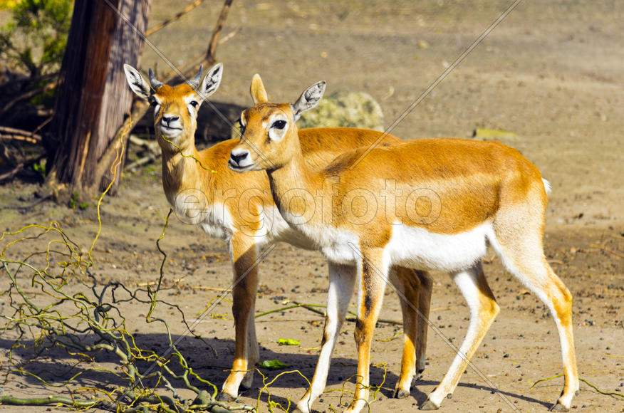 Horned antelope in a zoo. Herbivore with a beautifully curled horns. Most running speed and jumping