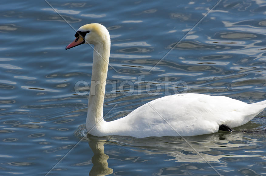 White swan on the water. Most large water bird with a long neck and a well-developed