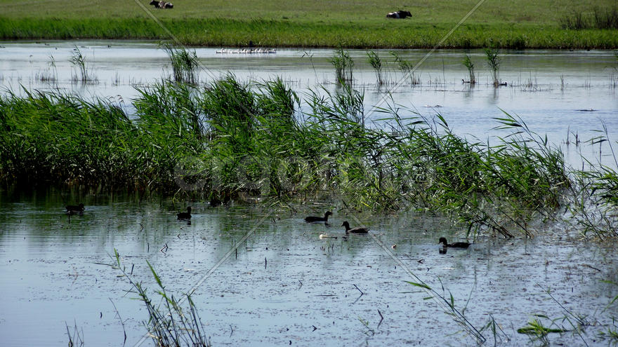 The magnificent nature and fishing in Zhitomir, Ukraine. Family rest. Beautiful kinds. A carp