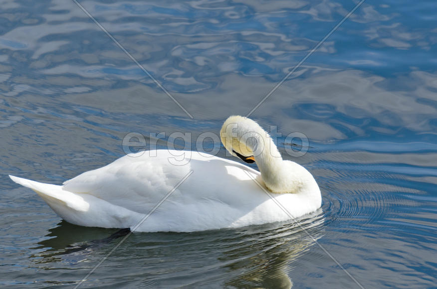 White swan on the water. Most large water bird with a long neck and a well-developed