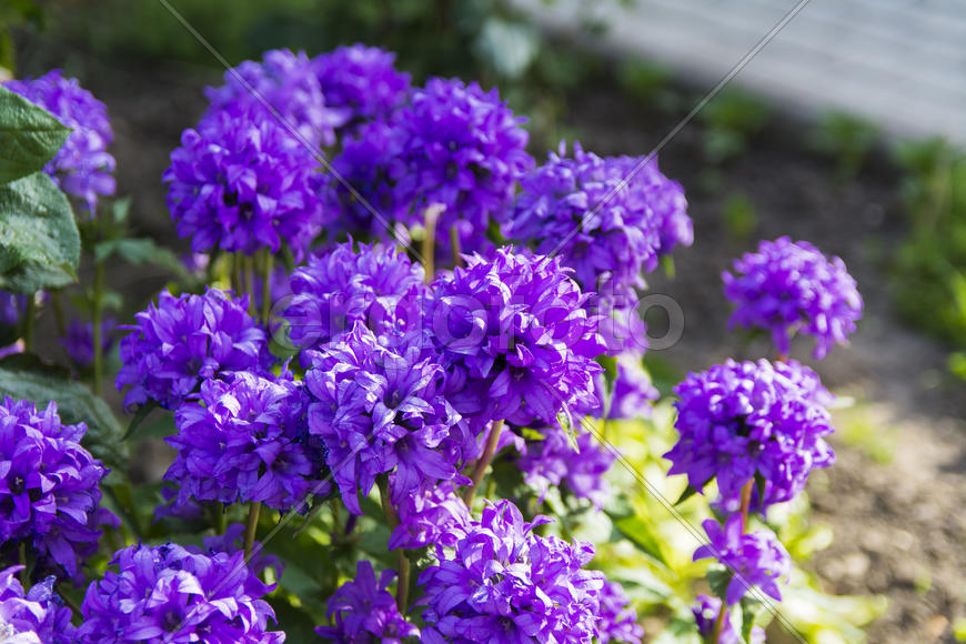 Flowers on the lawn in the courtyard of a private house