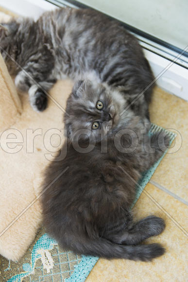 Kittens born in a private home. Beautiful color and good pedigree.