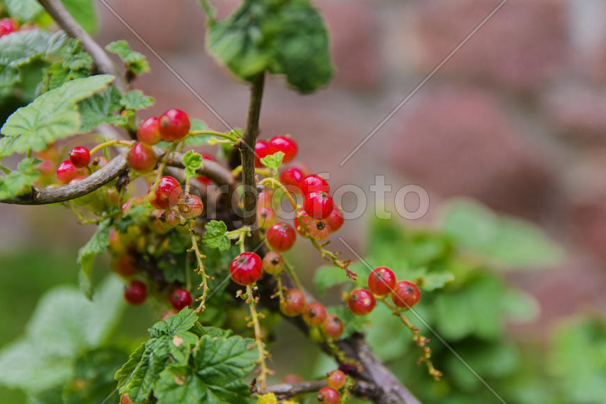 Fruit garden near private homes