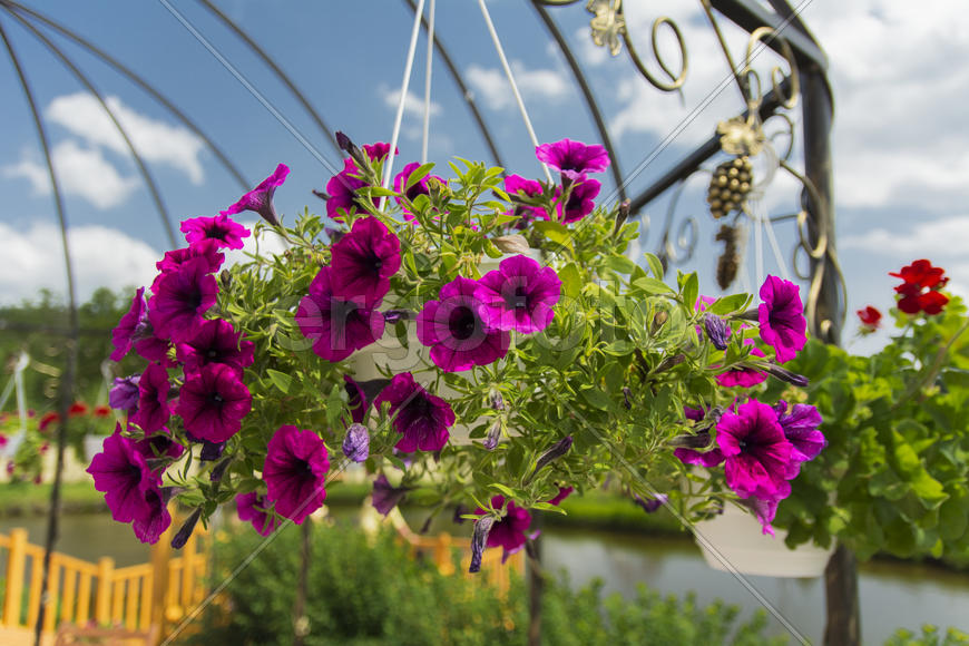 Monastery of Our Lady of Kazan. The design of the monastery. flowers
