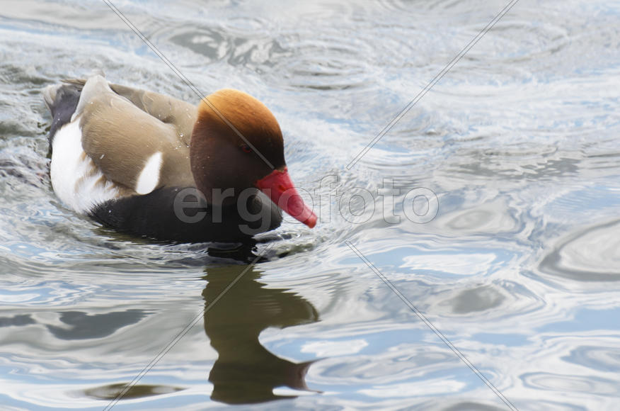 Duck. Various color of plumage. Birds medium and small size with a relatively short neck