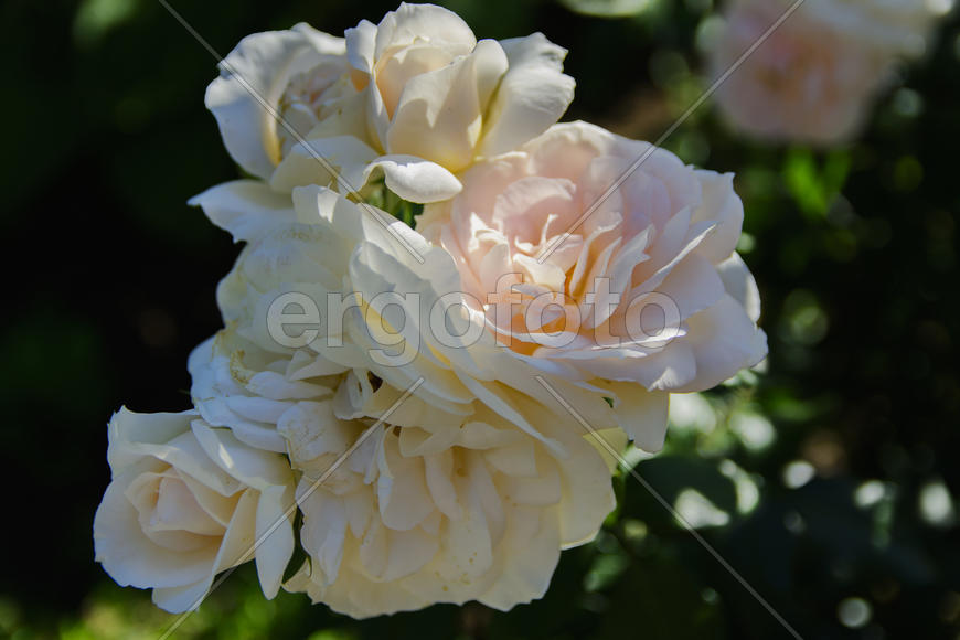 Roses in the yard on the lawn near a private house