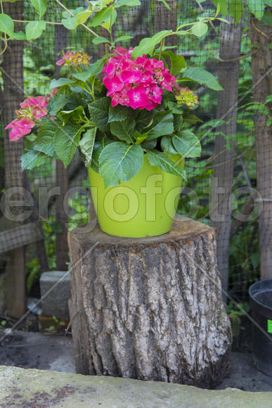 Figurines in the yard of a private home