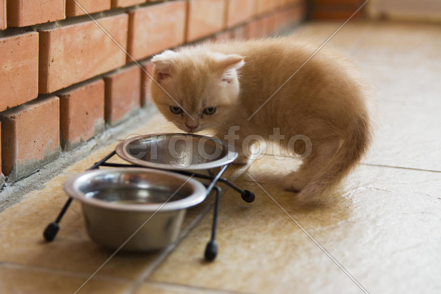 Kittens born in a private home. Beautiful color and good pedigree.