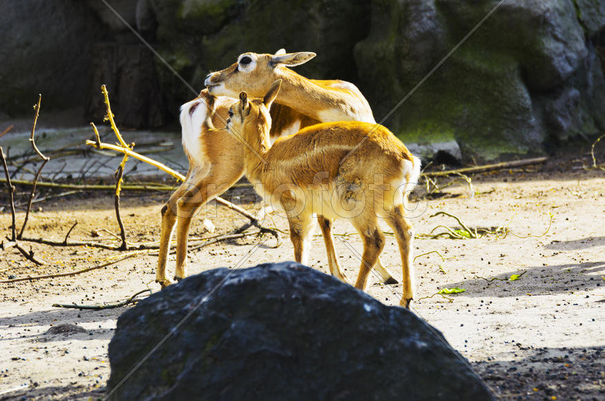 Horned antelope in a zoo. Herbivore with a beautifully curled horns. Most running speed and jumping 
