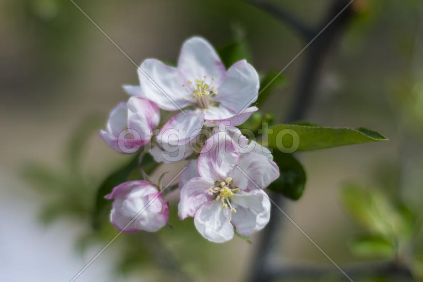 Apple trees in bloom. Young trees.