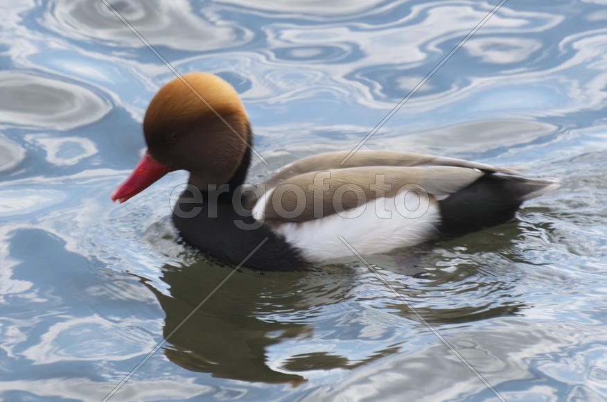 Duck. Various color of plumage. Birds medium and small size with a relatively short neck