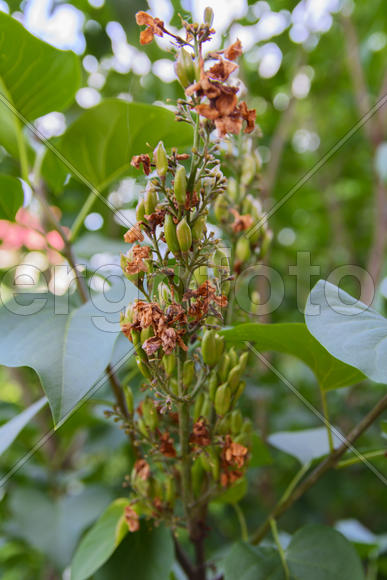 Fruit garden near private homes