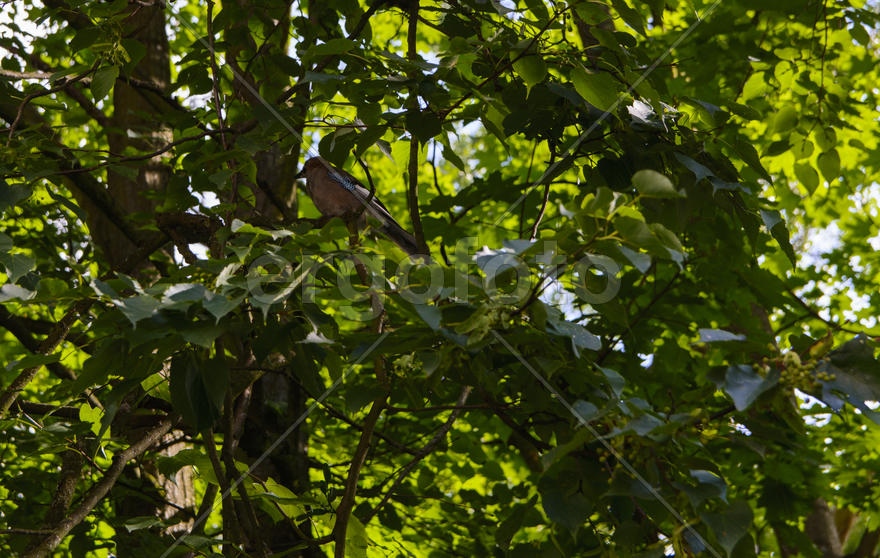 Jay sitting on a tree branch. Birds in the wild.