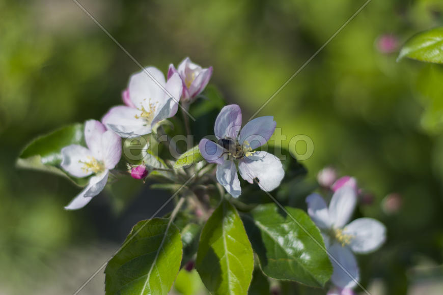 Bee pollinating flowers of apple trees in the home garden