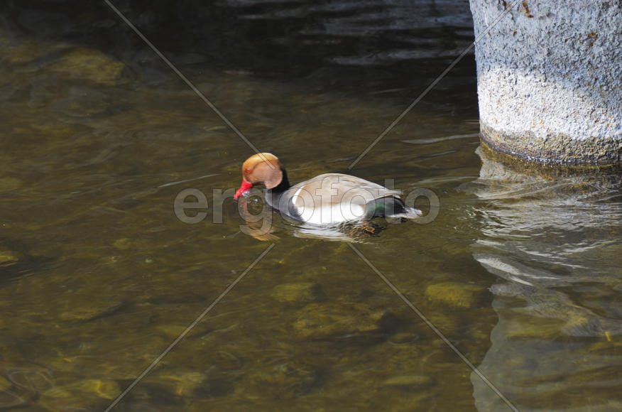 Duck. Various color of plumage. Birds medium and small size with a relatively short neck