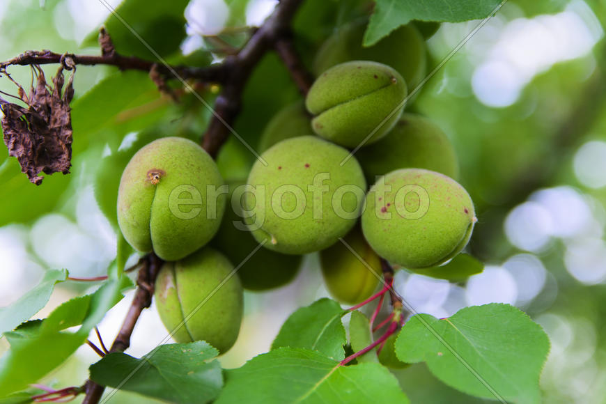 Fruit garden near private homes.Apricot