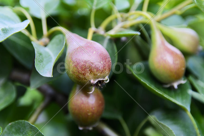 Fruit garden near private homes. pears
