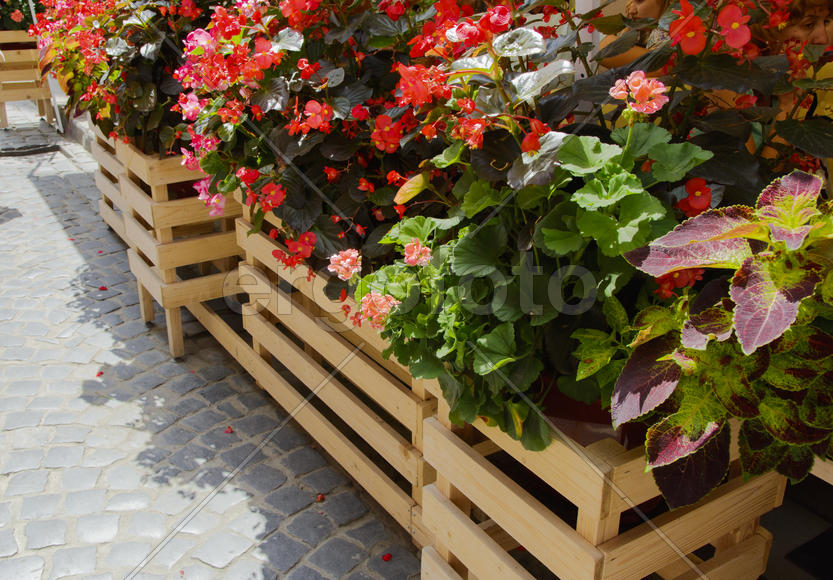 Flowers in pots in the streets. Design, decoration.