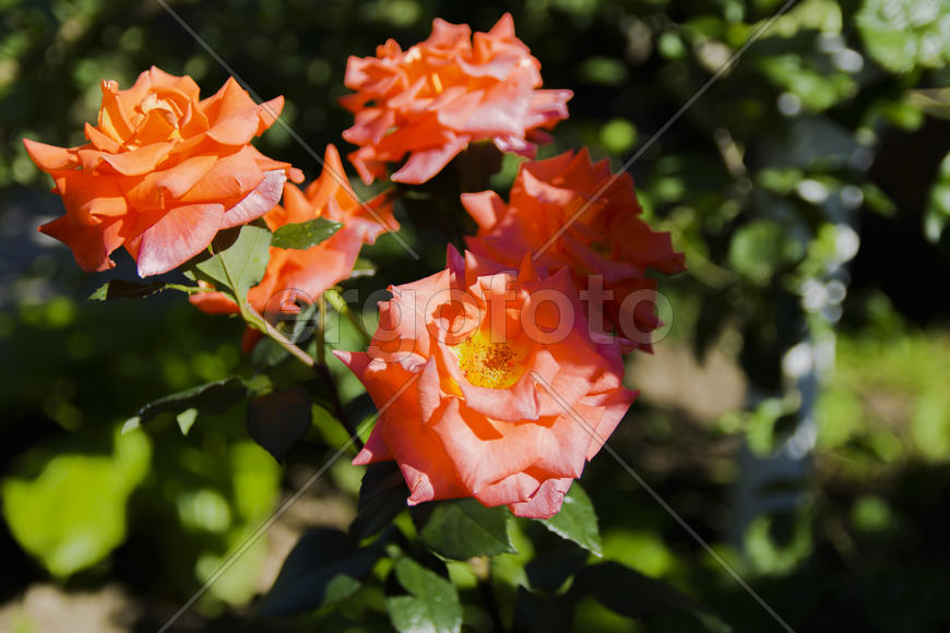 Roses in the yard on the lawn near a private house