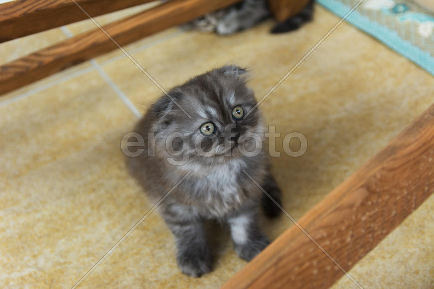 Kittens born in a private home. Beautiful color and good pedigree.