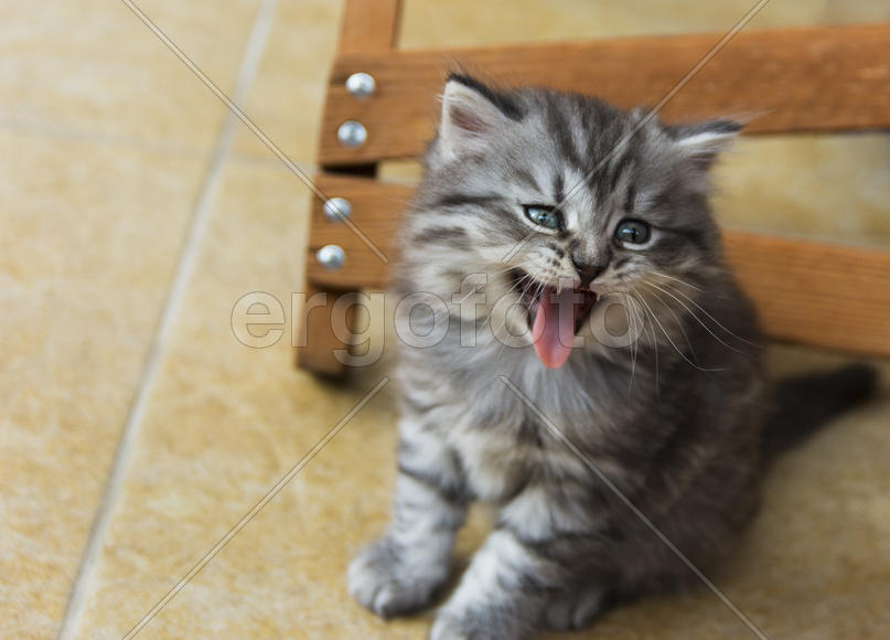 Kittens born in a private home. Beautiful color and good pedigree.