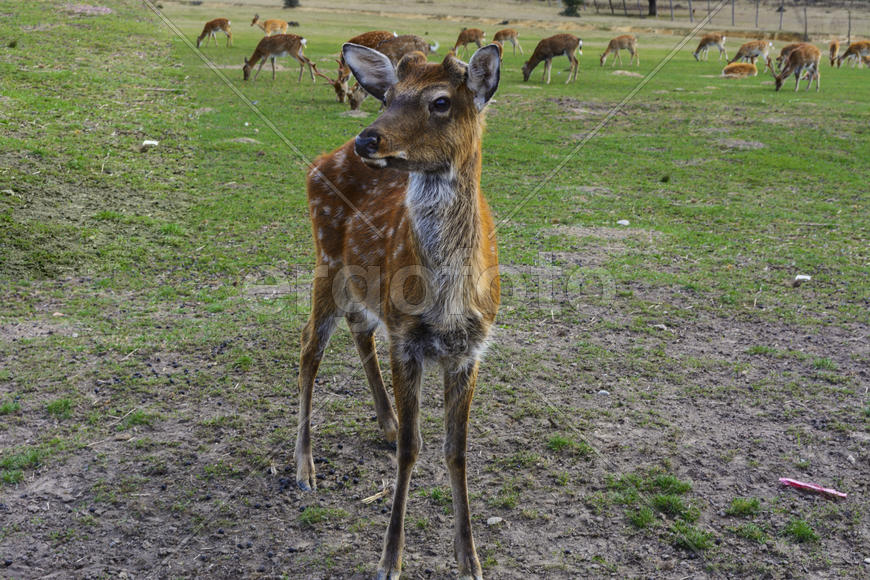 Олень - крупное животное с изящным телом
